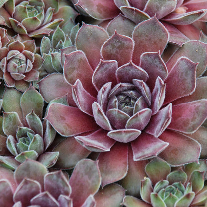 Chick Charms® Silver Suede™ Hens & Chicks (Sempervivum) - Photo Courtesy of Garden Solutions