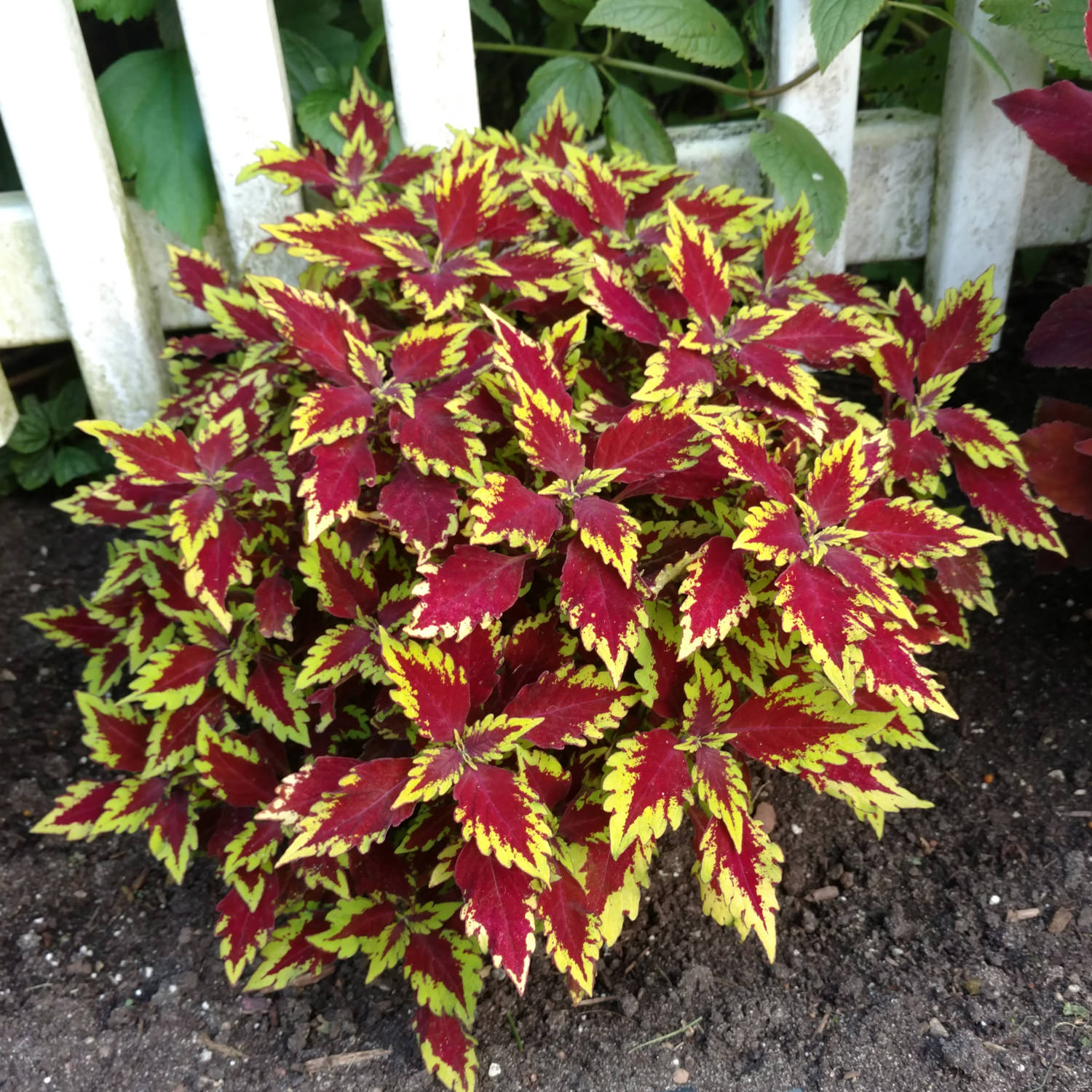 Proven Winners ColorBlaze Royale Coleus - Thumbnail 5