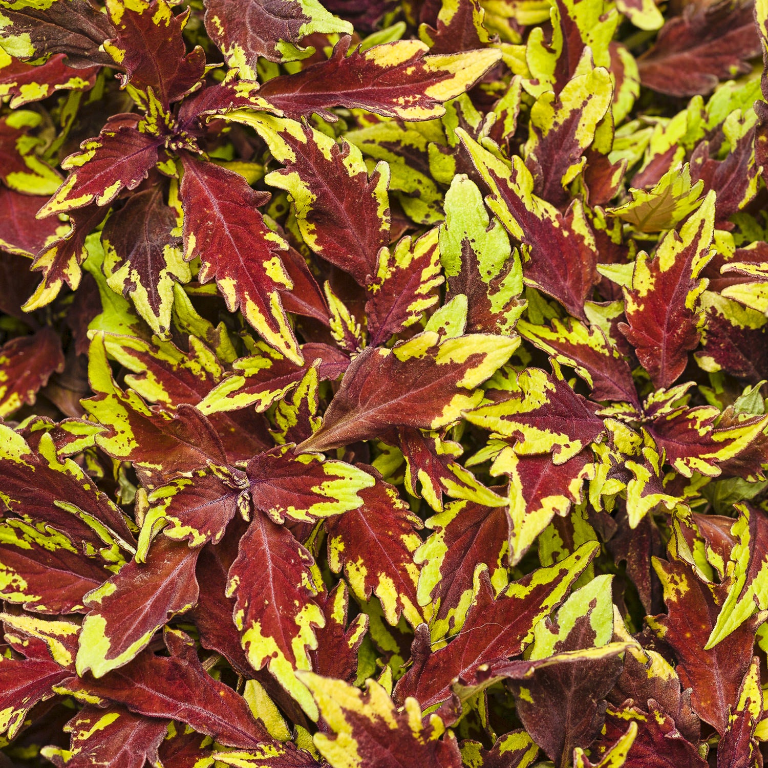 Proven Winners ColorBlaze Royale Coleus - Thumbnail 4