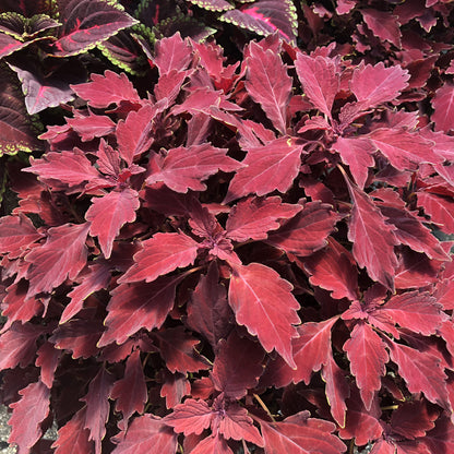 Colorblaze® Royale Cherry Brandy® Coleus features bright red, serrated leaves with burgundy, green, and deep purple tones for vibrant appeal - Photo Property of Garden Crossings LLC