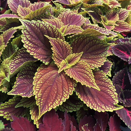 Colorblaze® Golden Dreams™ Coleus - Photo Property of Garden Crossings LLC