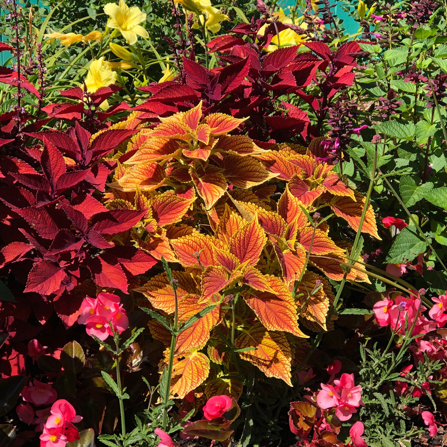 Colorblaze® Golden Dreams™ Coleus - Photo Property of Garden Crossings LLC