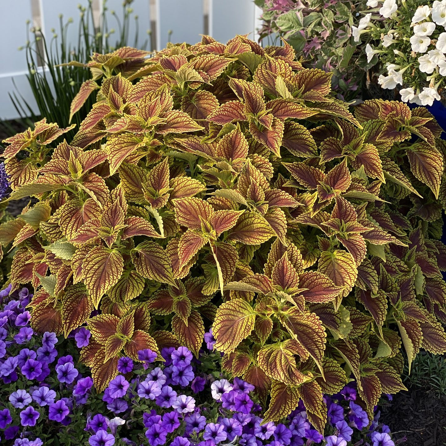 Colorblaze® Golden Dreams™ Coleus - Photo Property of Garden Crossings LLC