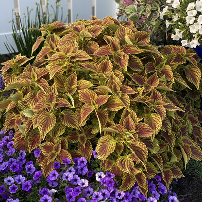 Colorblaze® Golden Dreams™ Coleus - Photo Property of Garden Crossings LLC
