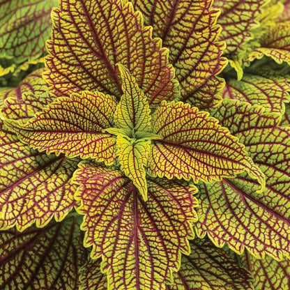 Colorblaze® Golden Dreams™ Coleus - Photo Courtesy of Proven Winners, Inc.