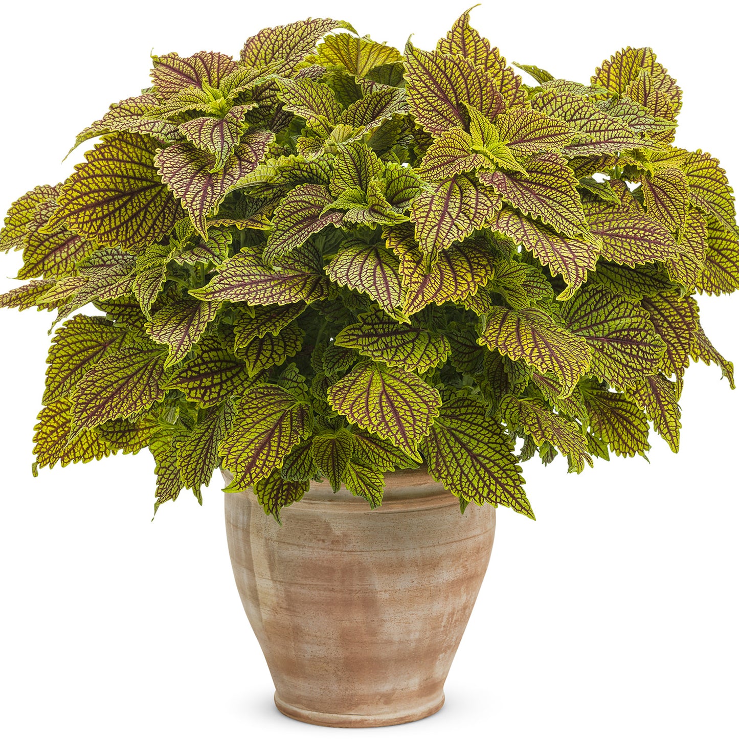 Colorblaze® Golden Dreams™ Coleus - Photo Courtesy of Proven Winners, Inc.