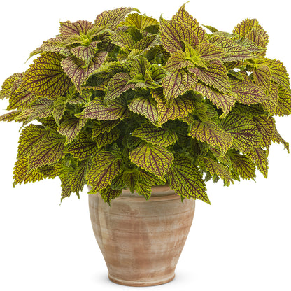 Colorblaze® Golden Dreams™ Coleus - Photo Courtesy of Proven Winners, Inc.