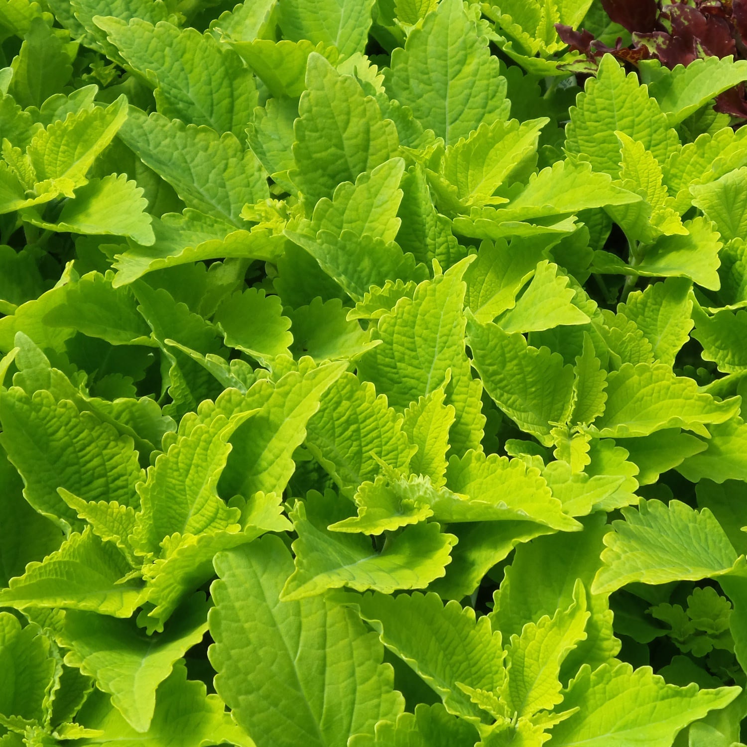 Colorblaze Lime Time Coleus features a dense cluster of sun-tolerant, bright lime-green serrated leaves that overlap to create a lush, vibrant ground cover - Photo Property of Garden Crossings LLC