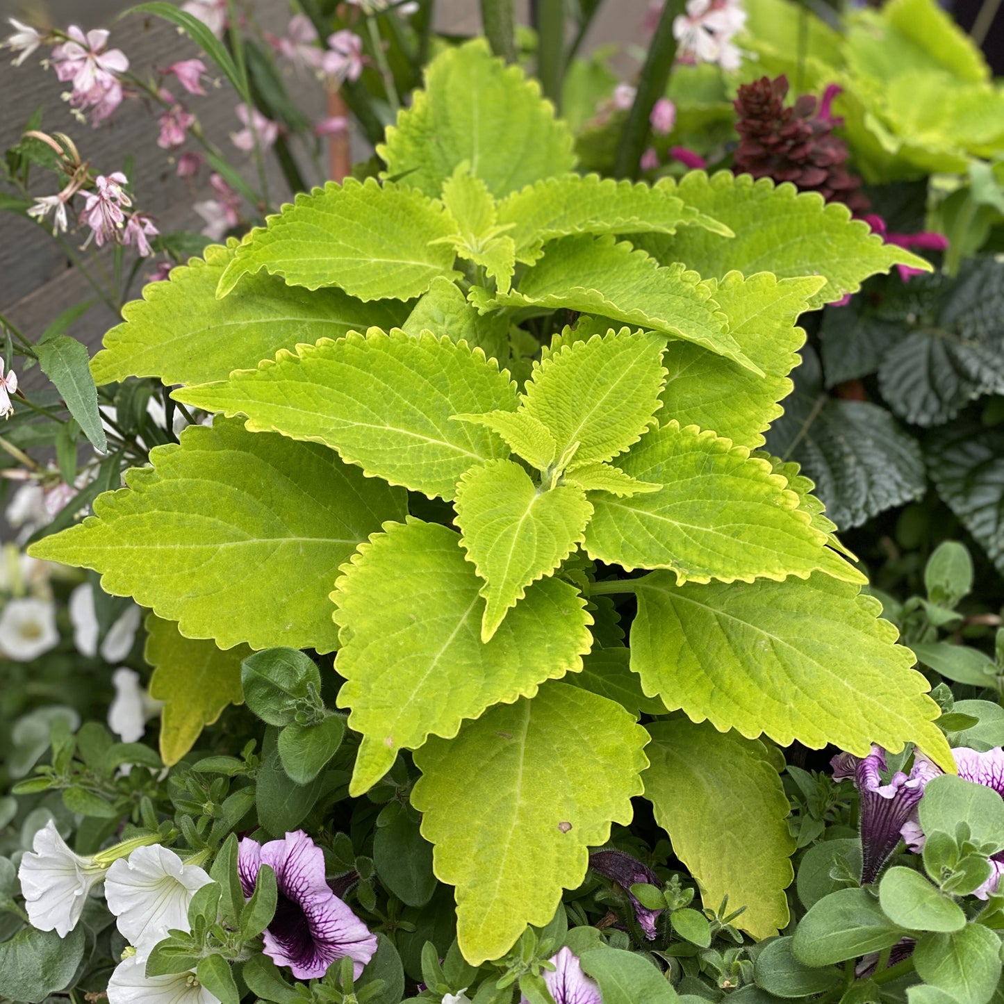 Colorblaze® Lime Time® Coleus - Photo Property of Garden Crossings LLC