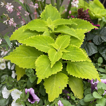 Colorblaze® Lime Time® Coleus - Photo Property of Garden Crossings LLC