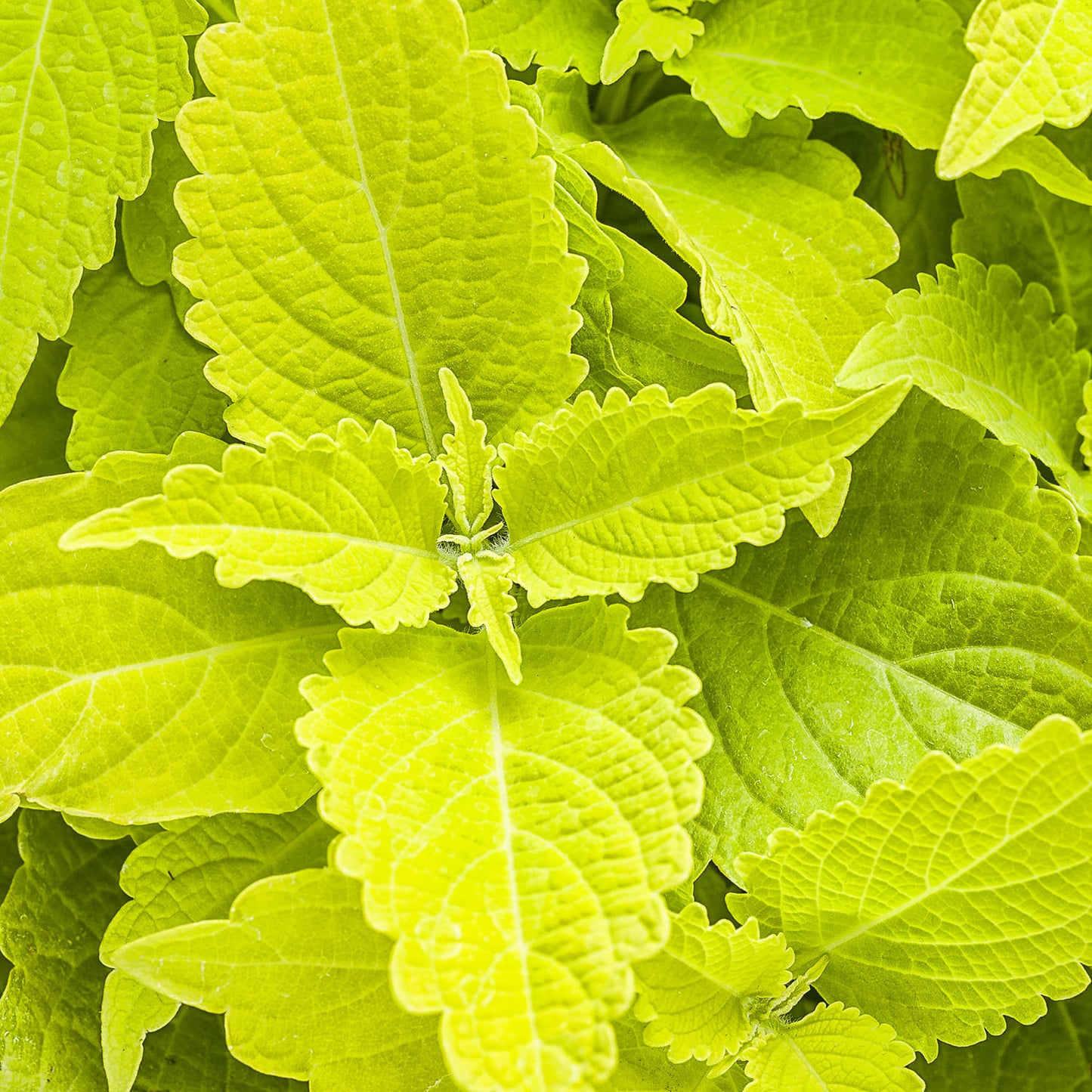 Colorblaze® Lime Time® Coleus - Photo Courtesy of Proven Winners, Inc.