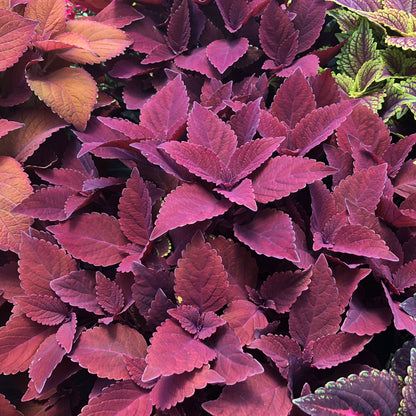 Colorblaze® Rediculous® Coleus - Photo Property of Garden Crossings LLC