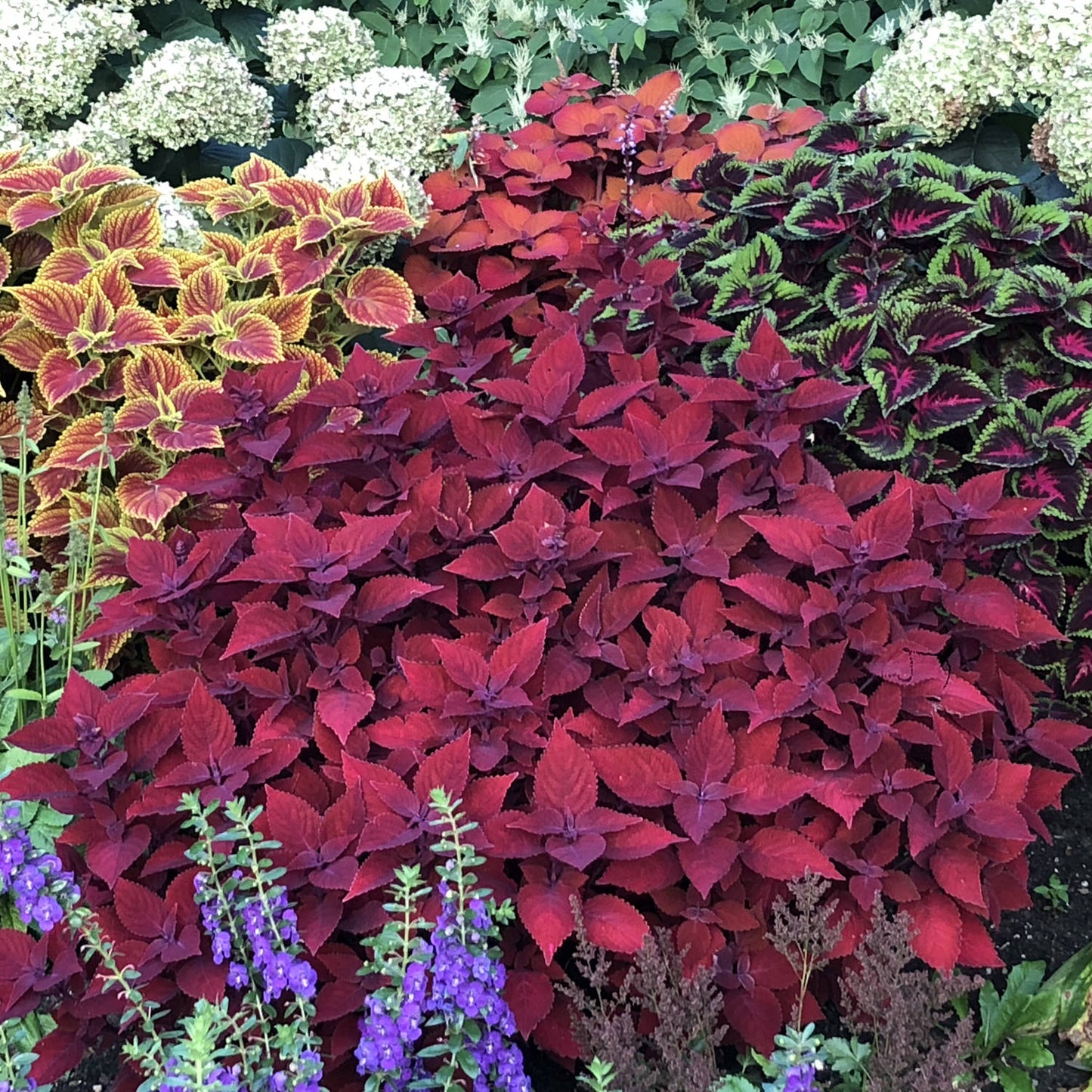 Colorblaze® Rediculous® Coleus - Photo Property of Garden Crossings LLC