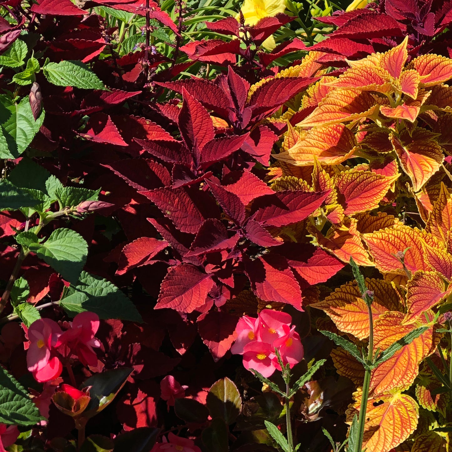 Colorblaze® Rediculous® Coleus - Photo Property of Garden Crossings LLC