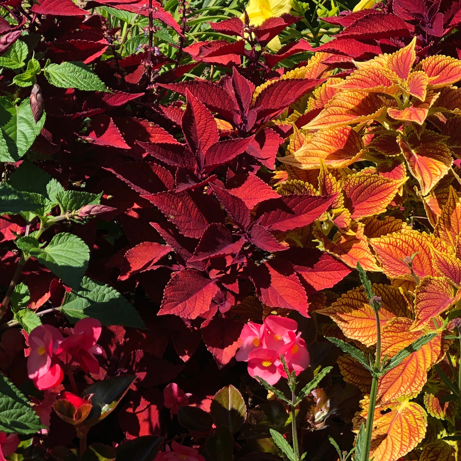 Colorblaze® Rediculous® Coleus - Photo Property of Garden Crossings LLC