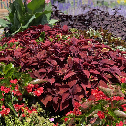 Colorblaze® Rediculous® Coleus - Photo Property of Garden Crossings LLC