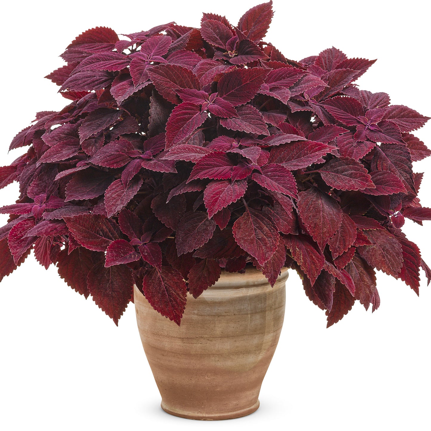 Colorblaze® Rediculous® Coleus - Photo Courtesy of Proven Winners, Inc.