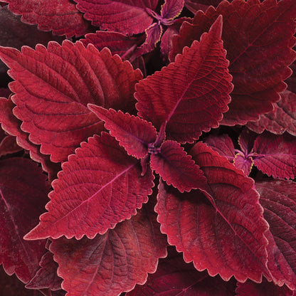 Colorblaze® Rediculous® Coleus - Photo Courtesy of Proven Winners, Inc.