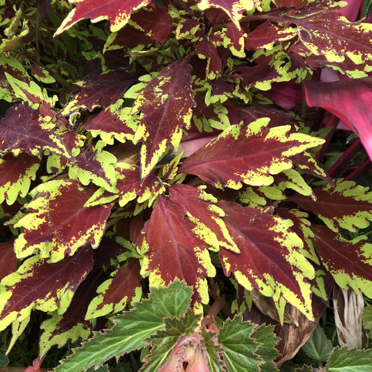 The vibrant foliage of Colorblaze® Royale Apple Brandy® Coleus displays deep burgundy centers and jagged bright green edges in a lush, overlapping cluster - Photo Property of Garden Crossings LLC