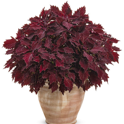 A Colorblaze® Royale Cherry Brandy® Coleus with jagged, deep burgundy leaves fills a beige ceramic pot and is displayed against a white background - Photo Curtesy of Proven Winners, Inc. Decorative pot not included.