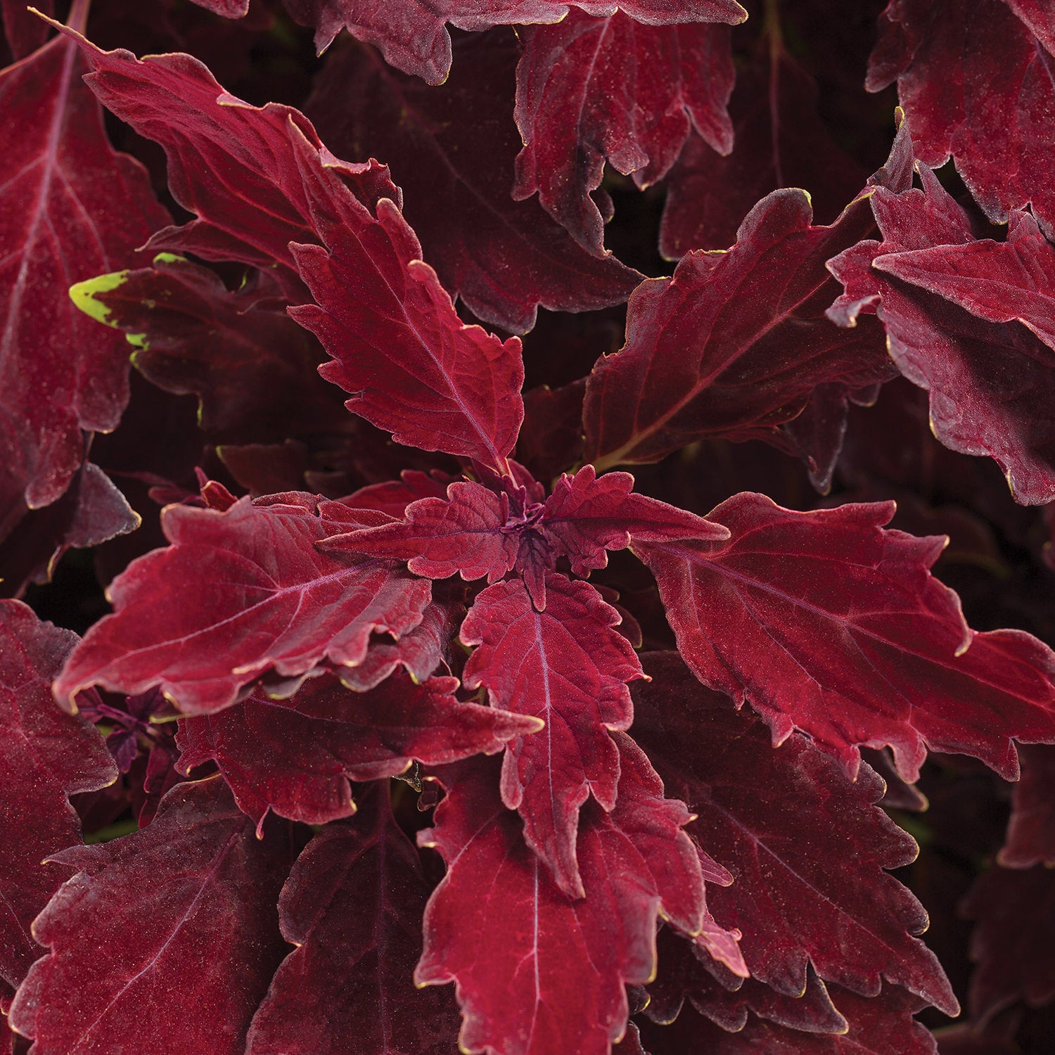 Close-up of vibrant, deep red, serrated leaves in a rosette pattern. Colorblaze® Royale Cherry Brandy® Coleus features rich burgundy foliage - Photo Curtesy of Proven Winners, Inc. 