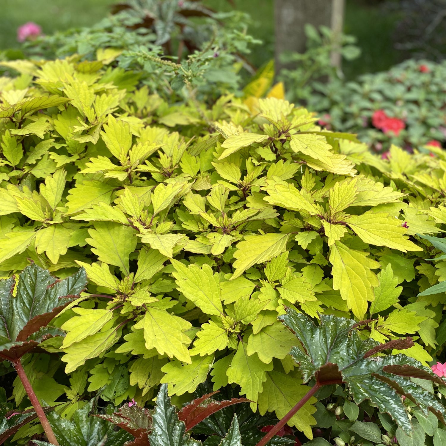 Colorblaze® Royale Pineapple Brandy™ Coleus - Photo Property of Garden Crossings LLC