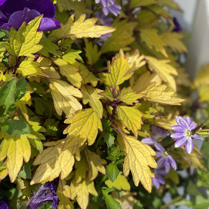 Colorblaze® Royale Pineapple Brandy™ Coleus - Photo Property of Garden Crossings LLC