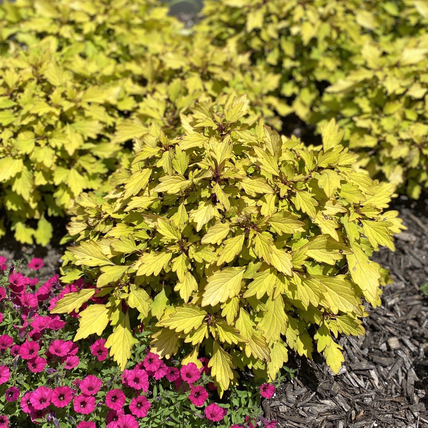 pineapple coleus plant Colorblaze® Royale Pineapple Brandy™ Coleus