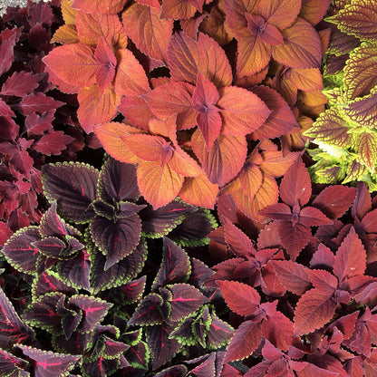 A close-up of Colorblaze® Sedona Sunset® Coleus highlights fiery copper-orange foliage with serrated red, burgundy, and green leaves edged in yellow - Photo Property of Garden Crossings LLC