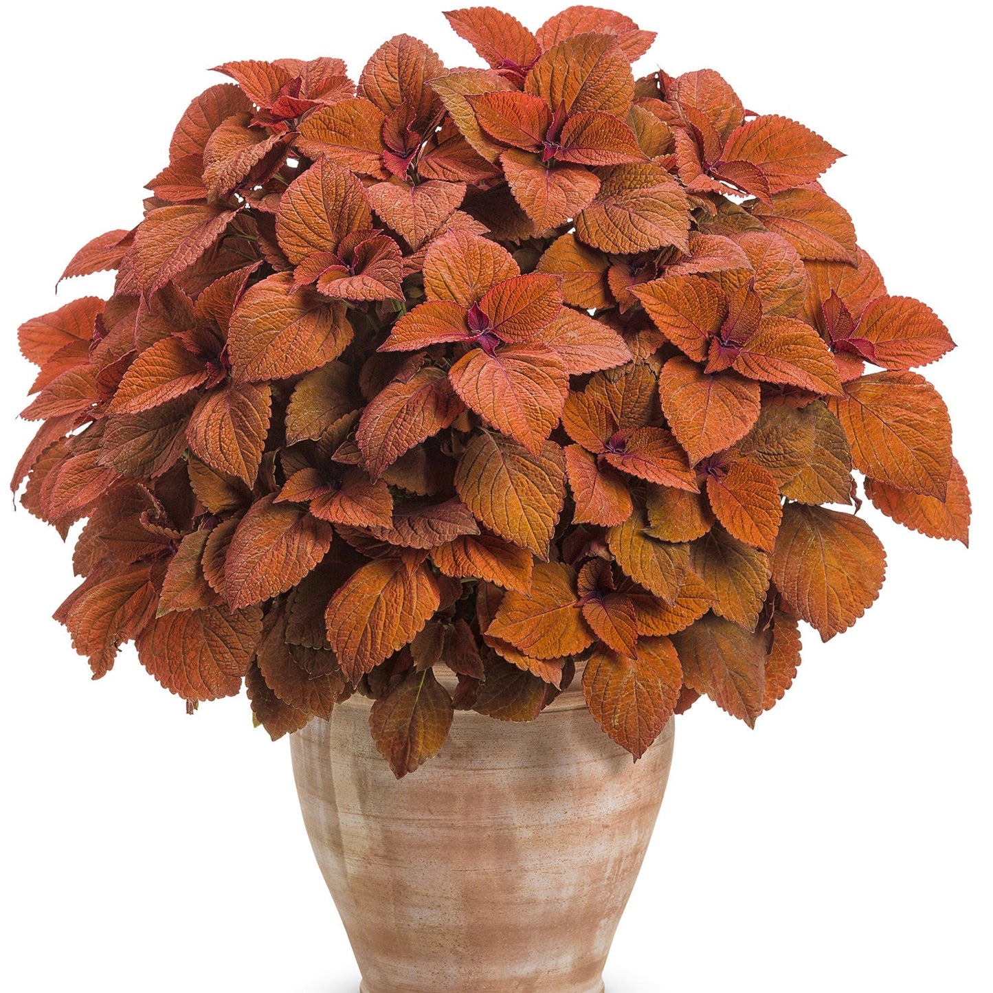 A Colorblaze® Sedona Sunset® Coleus features fiery copper-orange, textured leaves in a light brown ceramic pot, set against a white background - Photo Courtesy of Proven Winners, Inc. Decorative pot not included.