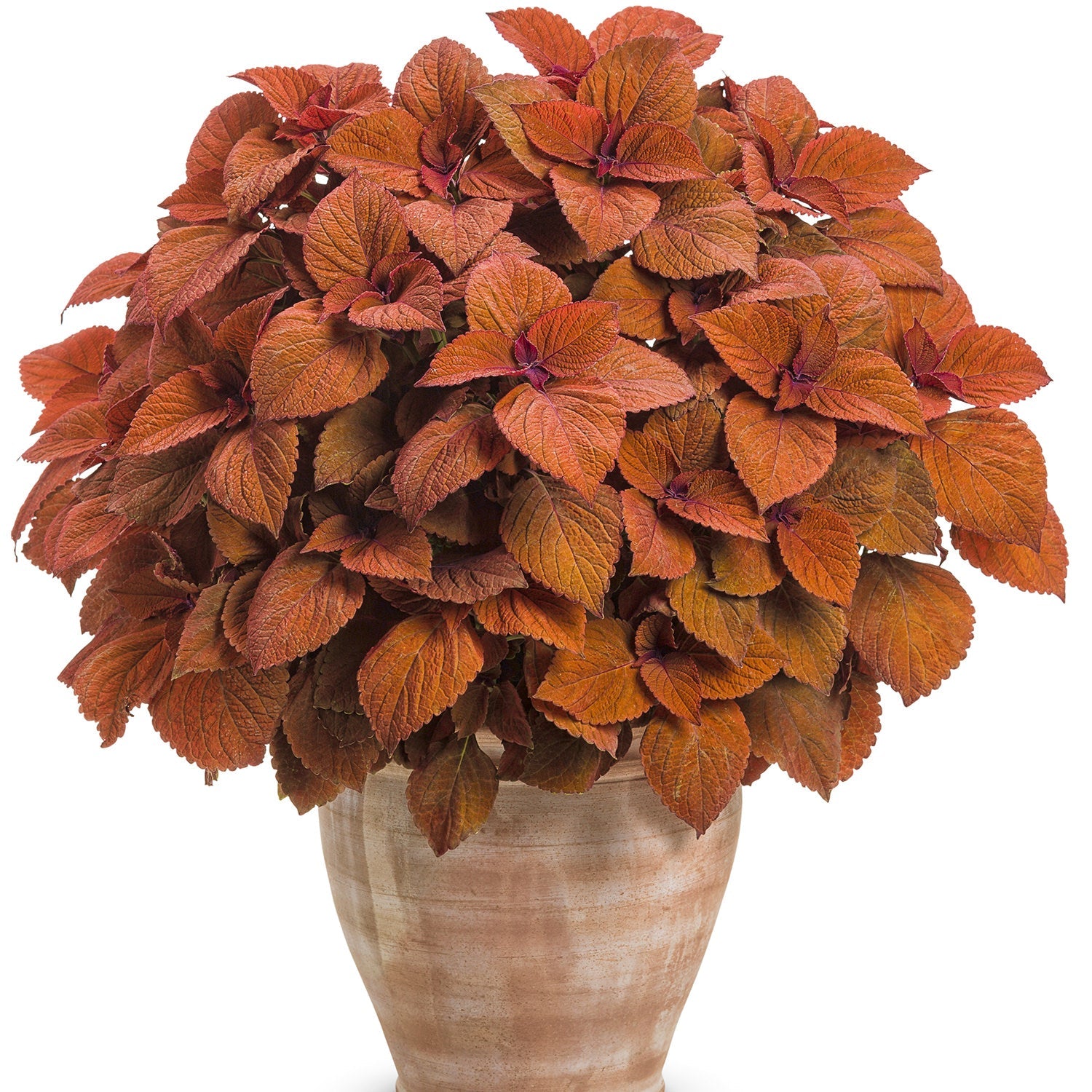 A Colorblaze® Sedona Sunset® Coleus features fiery copper-orange, textured leaves in a light brown ceramic pot, set against a white background - Photo Courtesy of Proven Winners, Inc. Decorative pot not included.