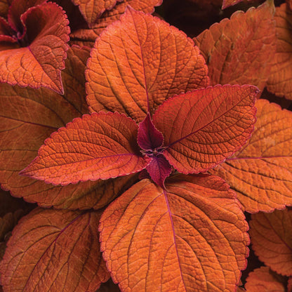 A close-up of Colorblaze® Sedona Sunset® Coleus reveals fiery copper-orange foliage with serrated edges and bold veins, creating a textured pattern - Photo Courtesy of Proven Winners, Inc.