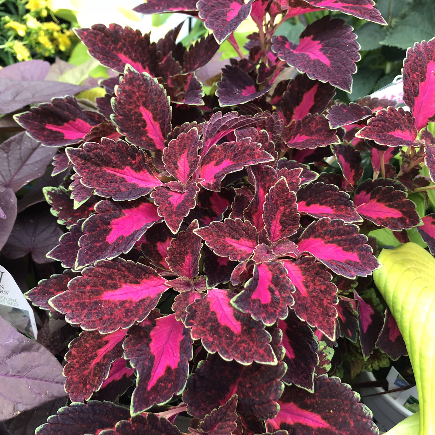 A close-up of vibrant Colorblaze® Velveteen® Coleus leaves with serrated edges, displaying deep burgundy and bright pink patterns, surrounded by colorful foliage - Photo Property of Garden Crossings LLC