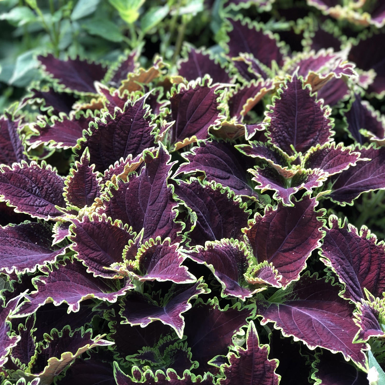 A cluster of Colorblaze® Wicked Witch™ Coleus features deep purple and burgundy foliage with bright green, serrated edges - Photo Property of Garden Crossings LLC