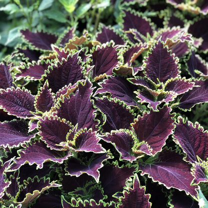 Colorblaze® Wicked Witch™ Coleus - Photo Property of Garden Crossings LLC