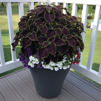 Colorblaze® Wicked Witch™ Coleus - Photo Property of Garden Crossings LLC