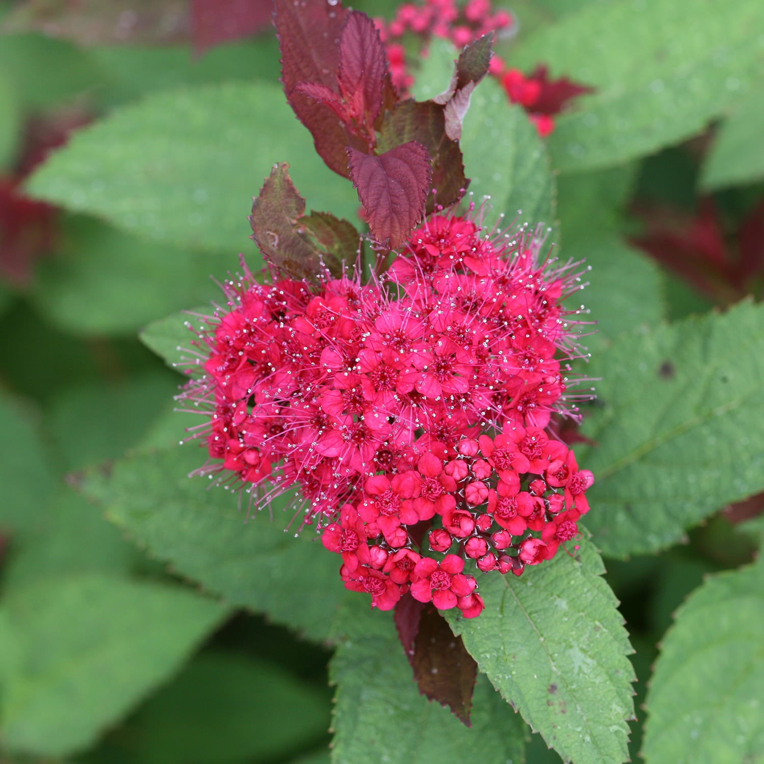Double Play Doozie® Reblooming Spiraea - Photo Courtesy of Proven Winners, Inc.