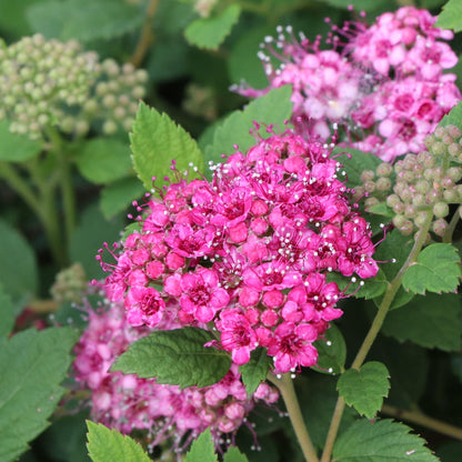 Double Play® Princess™ Spiraea - Photo Courtesy of Proven Winners, Inc.