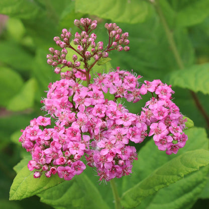 Glow Girl® Pink Spirea - Birchleaf Spiraea - Photo Courtesy of Proven Winners, Inc.