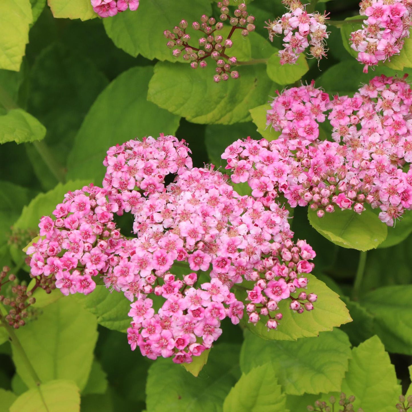Glow Girl® Pink Spirea - Birchleaf Spiraea - Photo Courtesy of Proven Winners, Inc.