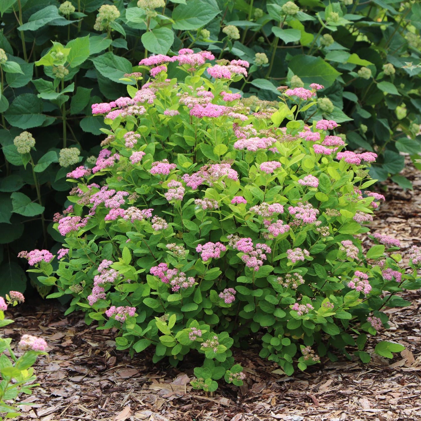 Glow Girl® Pink Spirea - Birchleaf Spiraea - Photo Courtesy of Proven Winners, Inc.