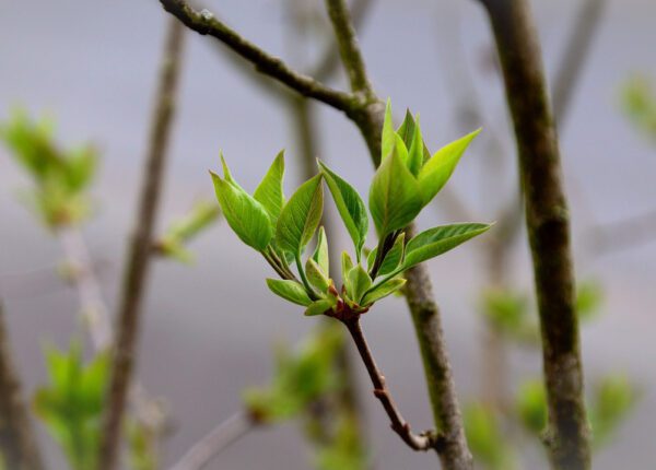 budding leaves on a plant stem