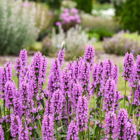 Tall spikes of vibrant lavender-pink Buzz & Bloom™ Lavender Lullaby Lambs Ear (Stachys) flowers bloom in a garden, surrounded by green foliage and softly blurred plants in the background, creating a colorful and lively outdoor scene - Photo Courtesy of Walters Gardens, Inc.