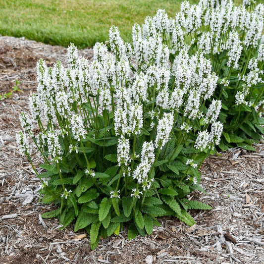 Buzz & Bloom™ White Whisper Lambs Ear (Stachys) is a bushy perennial featuring tall spikes of delicate white flowers surrounded by green, textured leaves - Photo Courtesy of Walters Gardens, Inc.