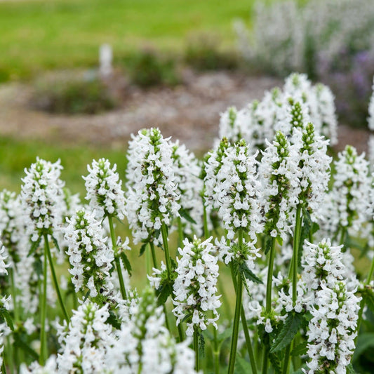 Tall stalks of white Buzz & Bloom™ White Whisper Lambs Ear flowers grow closely together in a garden, set against a blurred green and brown background - Photo Courtesy of Walters Gardens, Inc.