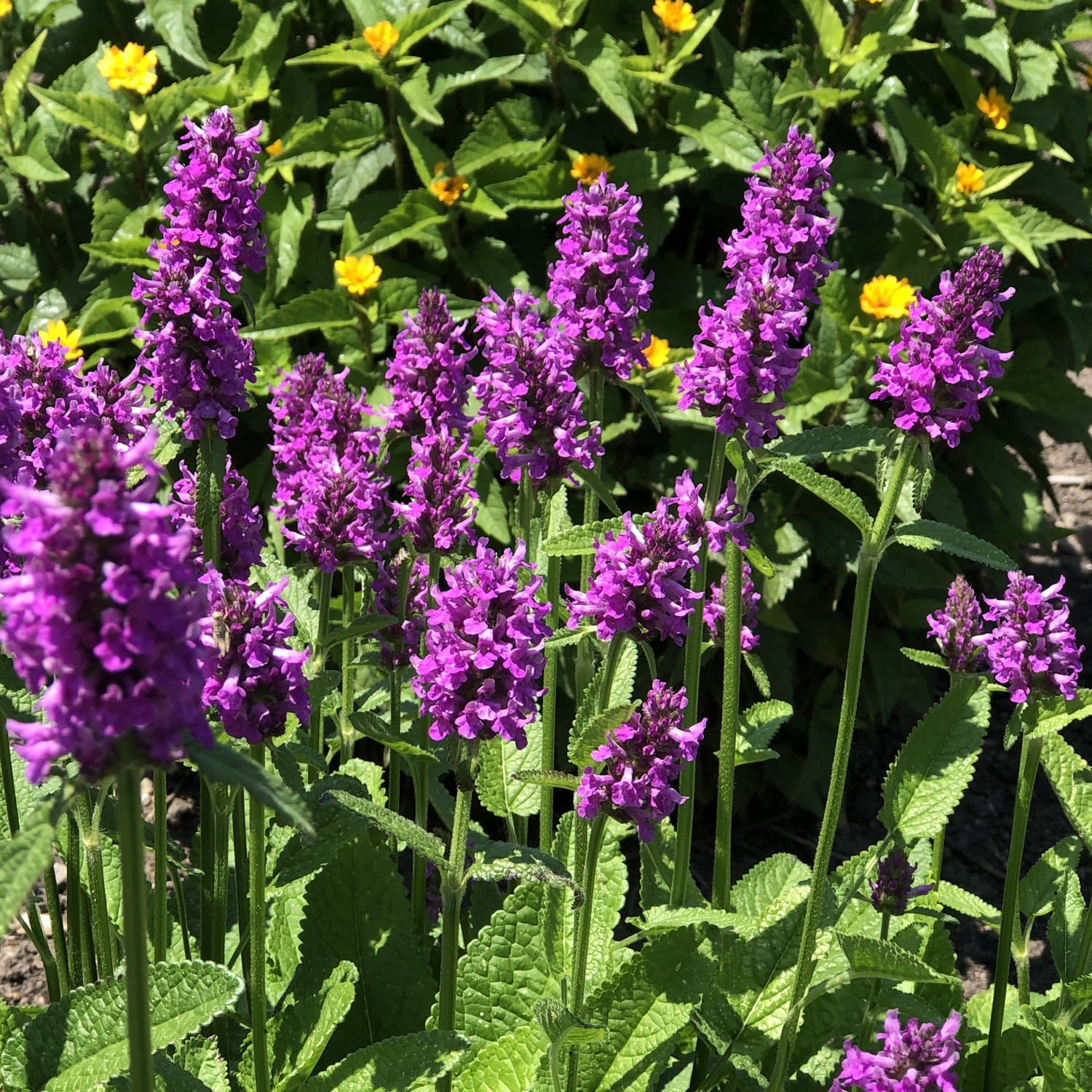 Hummelo' Betony (Stachys)