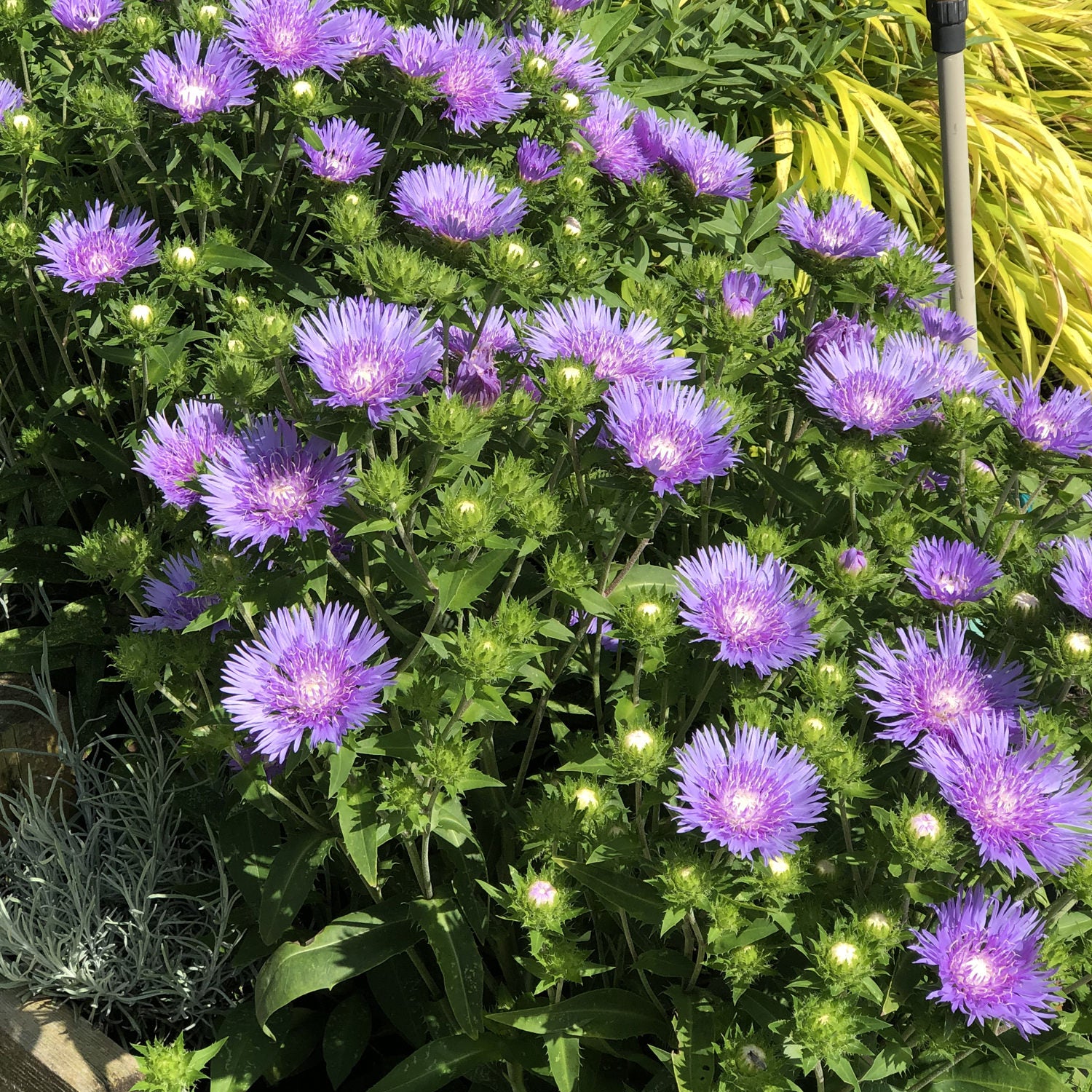 Peachie's Pick' Stoke's Aster (Stokesia) - Photo Property of Garden Crossings LLC