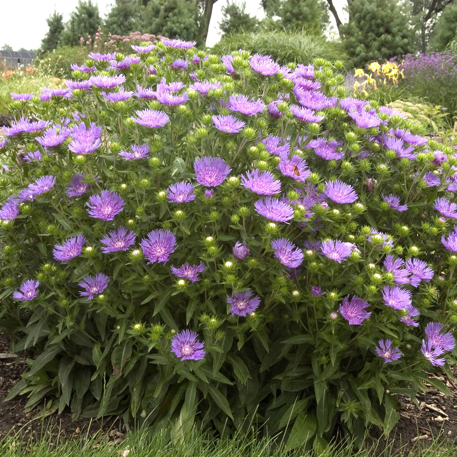 Peachie's Pick' Stoke's Aster (Stokesia) - Photo Courtesy of Walters Gardens, Inc.