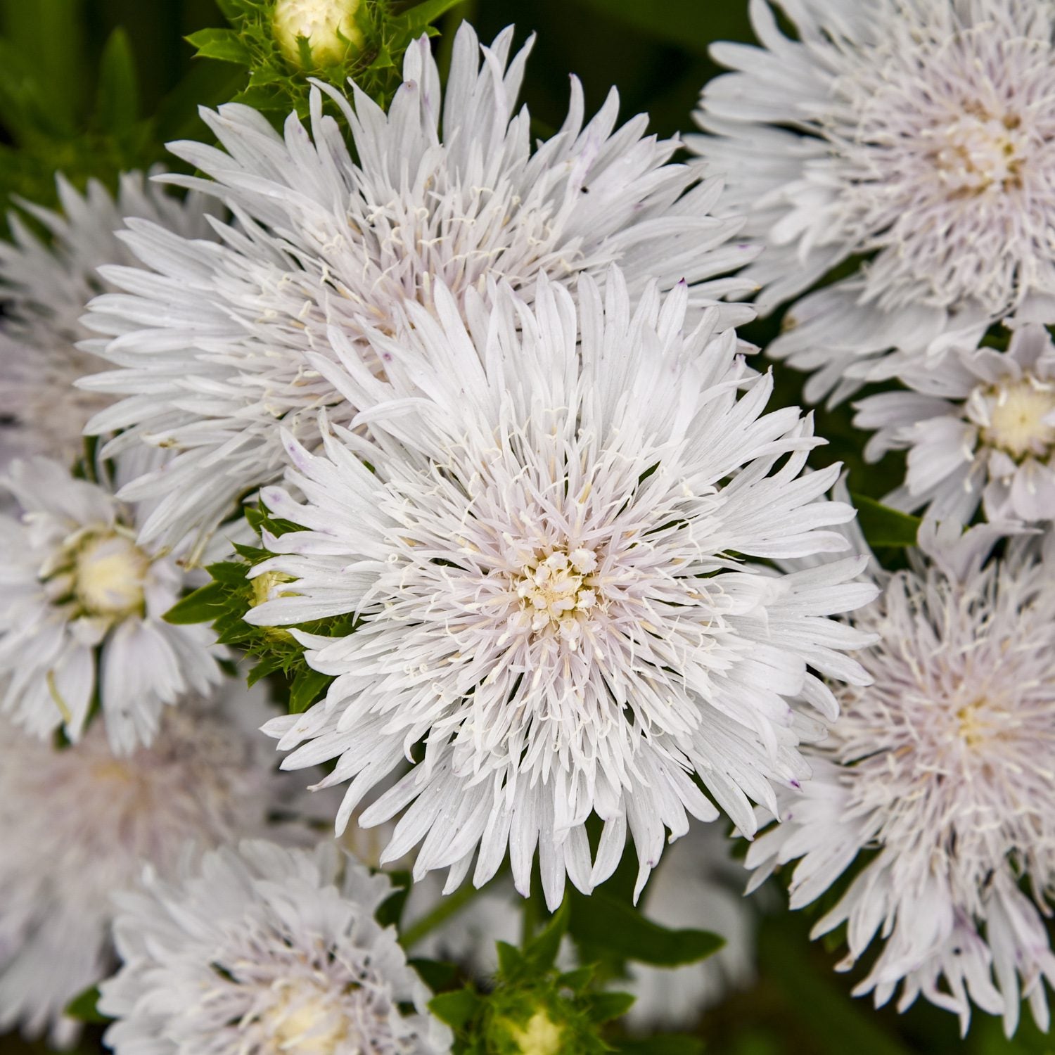 Totally Stoked™ 'Whitecaps' Stoke's Aster (Stokesia) - Photo Courtesy of Proven Winners, Inc.
