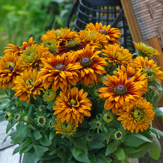A dense planting of vibrant orange and yellow Sunbeckia® Graffiti Caramel Black-eyed Susan flowers with dark centers and green leaves, set outdoors near a wicker basket - Photo Courtesy of Burpee